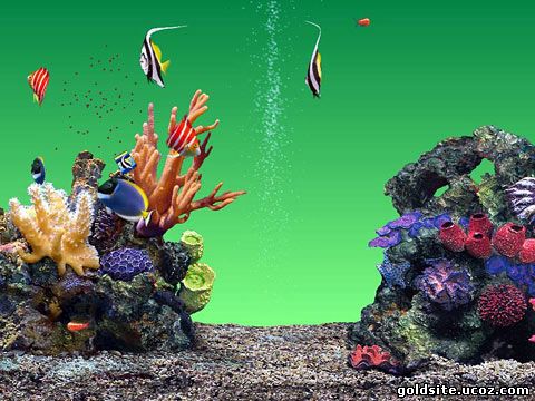 Живой аквариум 3D
