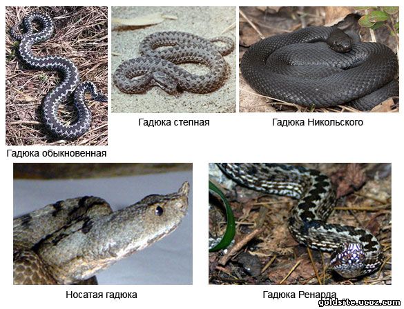 Ядовитые змеи Украины