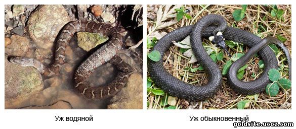Ядовитые змеи Украины