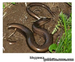Ядовитые змеи Украин…