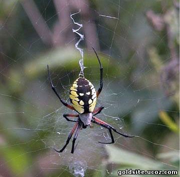 Пауки Украины
